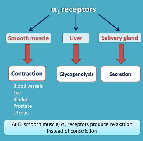 Alpha adrenergic receptors Alpha And Beta Receptors, Alpha Adrenergic Agonist, Pharmacology Nursing Study, Physiology Notes, Nervous System Anatomy, Optometry School, Adrenergic Receptors, Paramedic School, Nursing Information