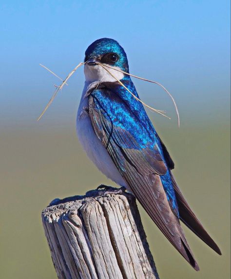 Need Change, Flying Animals, Tree Swallow, Bird Identification, Swallow Bird, Bird Photos, Blue Nature, Kinds Of Birds, All Birds