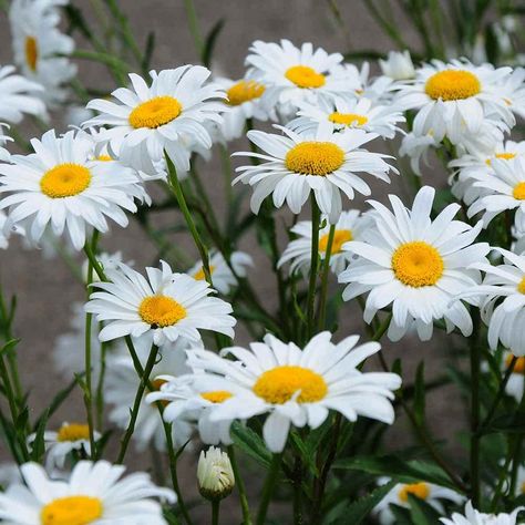 PRICES MAY VARY. Chrysanthemum MaximumShasta Daisy is a perennial planting growing in USDA zones 3 - 9 and reaches a height of 32 inches. Grows slow the first year and then prolific the second and successive years. The flowers form individually on erect stems with white rays and yellow centers.(AKA Shasta daisy) is a very popular wild flower that will grow in all regions of North America. Very easy to grow planted in spring or fall in almost any soil. Shasta Daisy is a perennial planting growing Types Of Daisies, High Country Gardens, Shasta Daisy, Shasta Daisies, Grow Gorgeous, Easy Plants To Grow, Home Garden Plants, Easy Plants, Flowering Plants