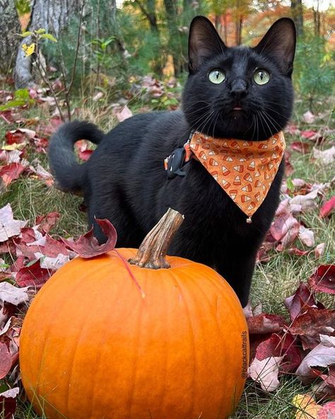 Halloween Cat Costume, Black Cat Pictures, Horrible Tattoos, All Black Cat, Magical Autumn, Master Tattoo, Animals Quotes, C Is For Cat, Fall Cats