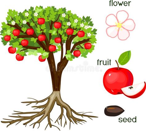 Parts of plant. Morphology of apple tree with fruits, flowers, green leaves and root system on white background stock illustration Plant Morphology, Apple Tree Life Cycle, Tree Life Cycle, Apple Tree Flowers, Rainbow Mobile, Eagle Images, Plant Science, Tree Images, Beautiful Illustration