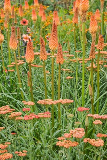 Red Hot Poker, Asclepias Tuberosa, Diy Garden Fountains, Orange Plant, Image Nature, Love Garden, Plant Combinations, Garden Borders, Plant Design