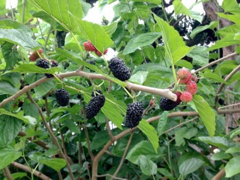 I'm like a kid in a candy store when I come across a mulberry tree laden with fruit ready to pick. Who wouldn't just stand and eat their fill? Growing Mulberry Tree, Mullbery Tree, Mulberry Benefits, Black Mulberry Tree, Mulberries Tree, Weeping Mulberry Tree, Mulberry Plant, Mulberry Branch, Mulberry Fruit