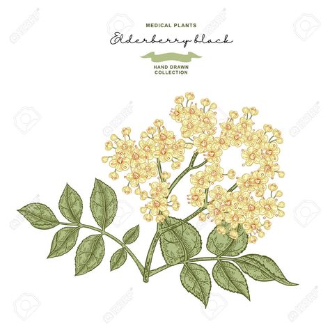 Elderflower Drawing, Elderflower Illustration, Elderflower Tattoo, Beauty Websites, Leaves Vector, Ad Background, Beauty Website, Illustration Vintage, Beer Label