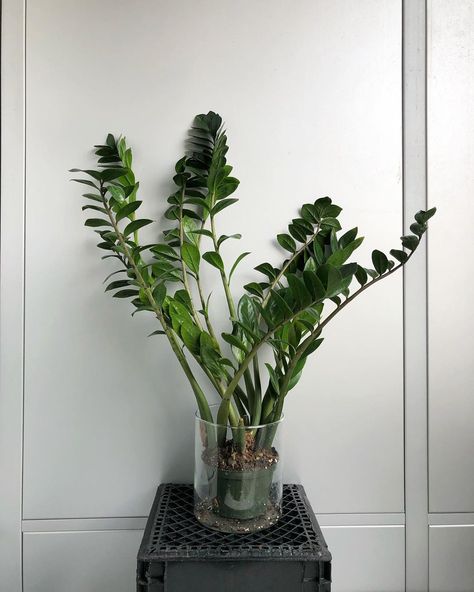 Zz Plant Aesthetic, Large Zz Plant, Zz Plant Decor, Zz Plants, Danish Image, Zamioculcas Zamiifolia, Living Fossil, Cool Facts, Plant Goals