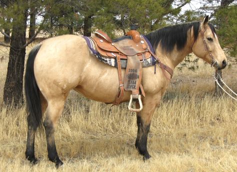 Buckskin Quarter Horse Buck Skin Horse, Aaliyah Aesthetic 90s, Paint Horses For Sale, Aqha Horses, Buckskin Horse, Western Horses, Paint Horses, Dream Farm, Horse Things