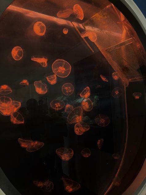 #jellyfish #orange #fall #autumn #aquarium #marinebiologist #marinelife #aesthetic Orange Jellyfish Wallpaper, Orange Magic Aesthetic, Orange Jellyfish, Aquarium Aesthetic, Orange Ocean, Theme Pics, Discord Pfps, Jellyfish Art, Magic Aesthetic