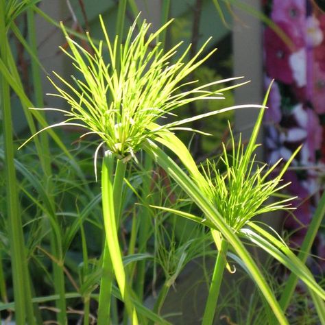 container gardening picture of king tut grass in container garden Plant Combos, Container Planting, Backyard Pond, Ornamental Grass, Grasses Garden, Patio Plants, Indoor Gardens, Container Gardening Vegetables, Flower Gardens