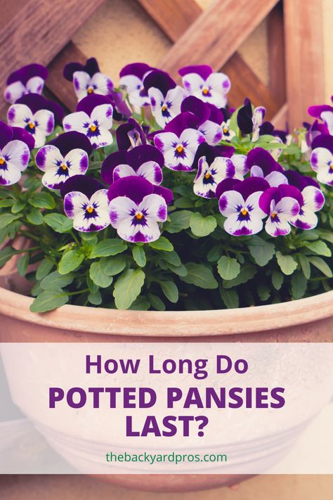 Pansies And Violas In Containers, Growing Pansies In Containers, Potted Pansy Ideas, Pansies On Front Porch, Indoor Pansies, Pansies Flowers Pots Front Doors, Pansys In Pots, Panseys In Pots, Pansy Pots Planters