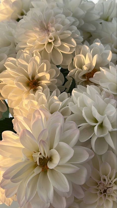 Flowery Wallpaper, Simple Phone Wallpapers, Nothing But Flowers, Flower Therapy, Beautiful Bouquet Of Flowers, Dahlia Flower, Flower Phone Wallpaper, Flower Beauty, Flowers Nature