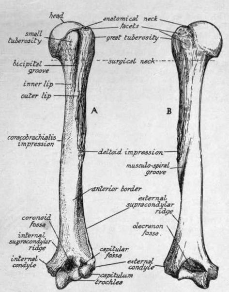 Humerus Tattoo, Humerus Bone Anatomy, Humerus Anatomy, Bones Reference, Bones Of The Head, Humerus Bone, Bone Anatomy, Skeleton Drawing, Anatomy Bones