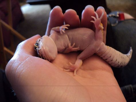 Look how cute leopard geckos are ! Leopard Gecko Cute, Leopard Gecko Habitat, Cute Gecko, Pet Lizards, Cute Lizard, Leopard Geckos, Cute Reptiles, Cute Snake, Cute Leopard