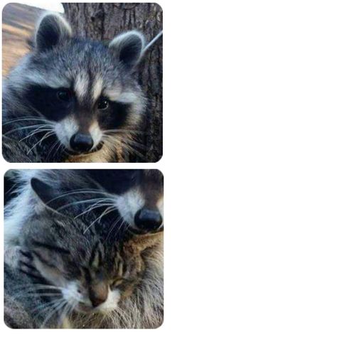 Raccoons Matching Pfp, Raccoon And Cat Matching Pfp, Matching Raccoon Pfps, Racoon Matching Pfp, Raccoon Matching Pfp, Raccoon And Cat, Cat Matching Pfp, Animal Pfp, Pfp Ideas