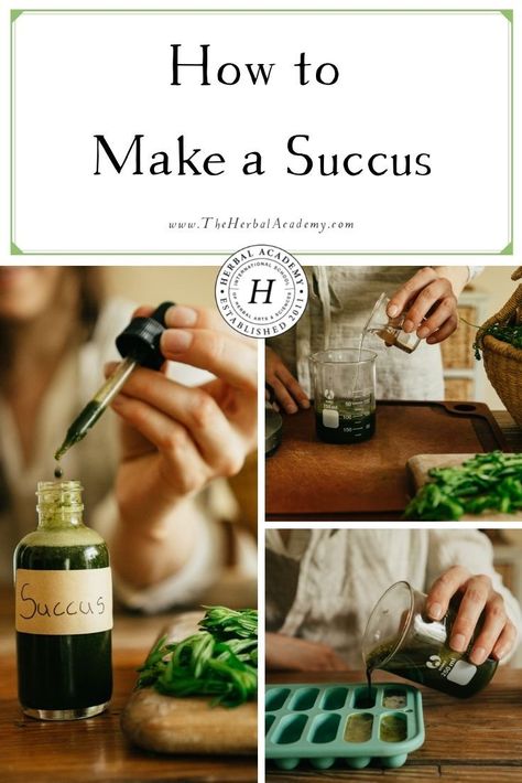 How to Make a Succus | Herbal Academy | Learn how to make a succus as a useful solution for preserving the freshly-expressed juice of a plant into a manageable storage supply. Herbal Academy, Herbal Remedies Recipes, Smoothie Bowl Healthy, Diy Snacks, Homemade Cleaning Solutions, Herbal Tinctures, Herbal Apothecary, Aloe Plant, Herbal Magic