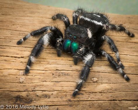 Bold Jumper on May 29, 2016 by Melody Lytle. Phiddipus audex, Hidalgo county, south Texas, rural ranch Jumping Spider Tattoo, Bold Jumping Spider, Wolf Spider, Spider Tattoo, Jumping Spider, South Texas, Arthropods, Arachnids, Fantasy Makeup