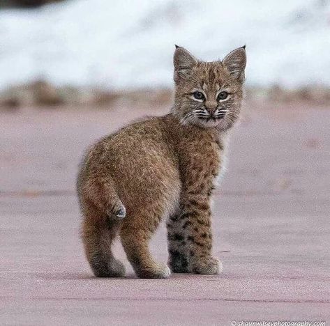 Baby Bobcat Baby Bobcat, Bobcat Kitten, Rare Cats, Exotic Cats, Pretty Animals, Cute Wild Animals, Lynx, Cute Little Animals, Beautiful Cats