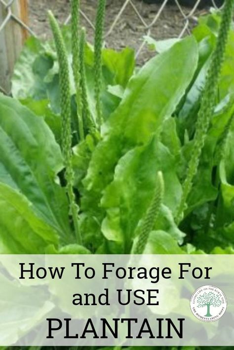 Plantain Plant, Plantain Herb, Medicinal Weeds, Wild Food Foraging, Foraging Recipes, Edible Wild Plants, Foraged Food, Healing Plants, Herbs For Health