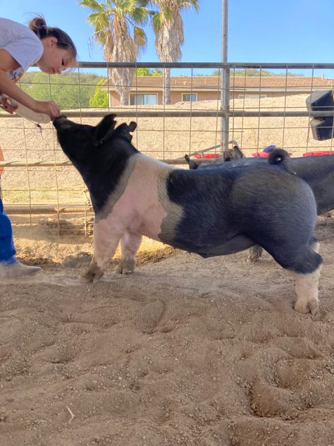 Pig Showing Tips, Ffa Show Pigs, Pig Show Hairstyles, Ffa Outfits, 4h Pigs, Showing Pigs, Show Pigs, Hampshire Pig, Piglet Photos