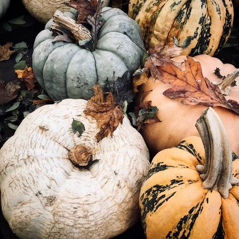 ✽Delightful✾ Moody Pumpkins, Harvest Farm, Moody Art, Autumn Rain, Pumpkin Farm, Autumn Scenery, Harvest Time, Autumn Beauty, Autumn Cozy