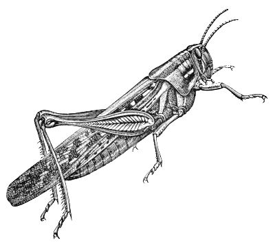 grasshopper with detail Grasshopper Tattoo Design, Grasshopper Drawing, Grasshopper Tattoo, The Ant And The Grasshopper, Yosemite Art, The Moral Of The Story, 12 Tattoos, Aesop's Fables, Moral Of The Story