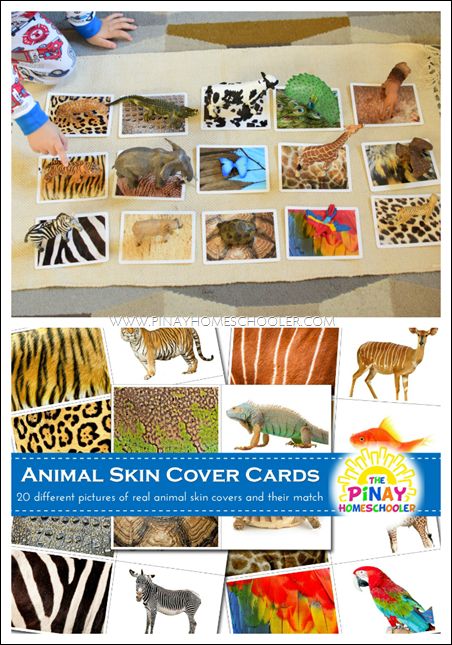 Animal Skin Covers Sensorial Matching Activity for Preschoolers Safari Eyfs, Dear Zoo Activities Eyfs, Matching Activity For Preschoolers, Childcare Themes, Dear Zoo Activities, Ministry Fair, Animal Coverings, Jungle Junction, Mammals Activities