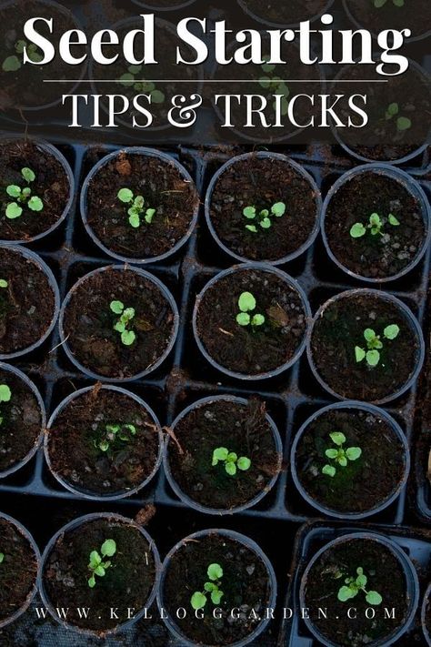 Seed Starting Calendar, Starting Vegetable Seeds, Seed Starting Containers, Start Seeds Indoors, Starting Seeds, Seed Starting Mix, Succession Planting, Sprouting Seeds, Starting Seeds Indoors