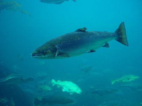 Salmon Species, Salmon Farming, Canadian Wildlife, Atlantic Salmon, Salmon Fish, Wild Salmon, Fish Farming, Fishing Gifts, Life Cycles