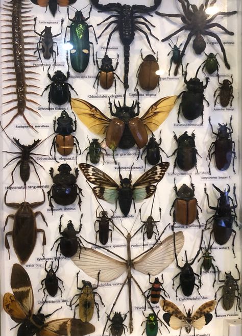 Pinning Bugs, Pinned Bugs, Bug Specimen, Entomology Decor, Insect Display, Bug Taxidermy, Wet Specimen Taxidermy, Insect Taxidermy, Cool Insects