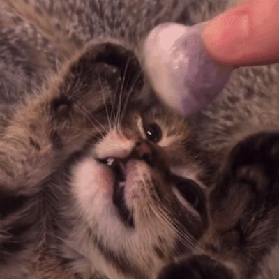 Cat Gifs Discord Banner, Cute Cat Gifs Discord, Kitten Gif Banner, Cat Gif Pfp Discord, Cute Cat Gif Pfp, Cat Gifs Discord, Beige Gif, Cat Pfp Gif, Discord Gif Pfp