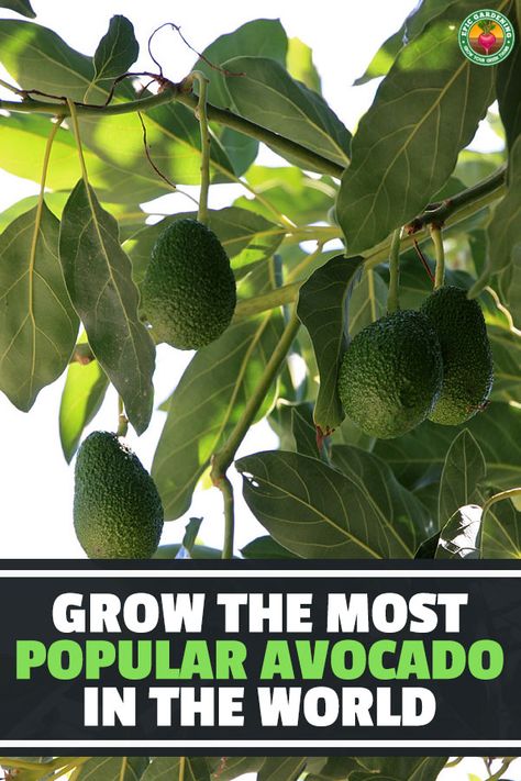 Avocado Tree Care, Hass Avocado Tree, Avocado Trees, Grow Avocado, Tree Growing, Building A Raised Garden, Avocado Tree, Survival Gardening, Fast Growing Trees