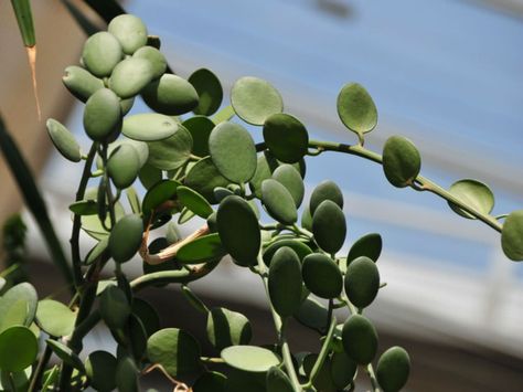 Xerosicyos danguyi - Silver Dollar Plant a climbing vine with cylindrical stems… Silver Dollar Plant, Dollar Plant, Pergola Pictures, Making Plant Pots, Weird Plants, Succulent Gardening, Climbing Vines, Cactus And Succulents, Plant Collection