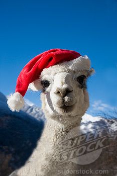 Christmassy Alpaca Sassy Pictures, Winter Alpaca Hats, Christmas Alpaca, Alpaca Christmas, Llamas In Hats, Funny Llama Pictures, Smiling Alpaca, Llama Pictures, Animal Dress