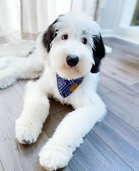 Sheepadoodle Grooming, Mini Sheepadoodle, Poochon Puppies, English Sheepdog Puppy, Lovers Tattoo, Sheepadoodle Puppy, English Dogs, Tattoos For Dog Lovers, Bernedoodle Puppy