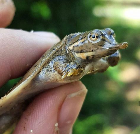 Spiny soft Shell Turtle Silly Reptiles, Cute Snapping Turtle, Turtle Shell Cat, Soft Shell Turtle, Yellow Bellied Slider, Turtle Species, Spotted Turtle, Snake Turtle, Shell Turtle