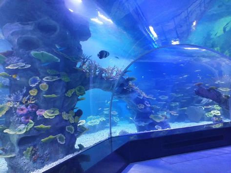 acrylic in modern aquarium tunnel construction Anime Aquarium, Tunnel Aquarium, Aquarium Tunnel, Modern Aquarium, Background Aquarium, Tank Swimming Pool, Ocean Room Decor, Aquarium Pictures, Acrylic Aquarium