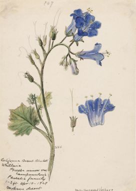 Stella Sherwood Vosburg, (1869–1943) Phacelia campanularia ssp.vasiformis, Desert Bells, Mojave Desert. 1929. Watercolor on paper. Private collection. Phacelia Campanularia, Desert Bluebells, Flower Dissection, California Wildflowers, Mojave Desert, Vintage Botanical Prints, Image Caption, Botanical Beauty, Scientific Illustration