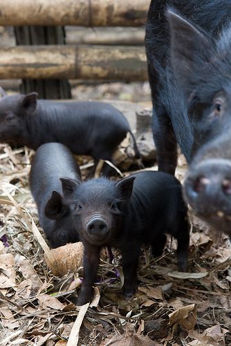 Black piggies                                               #animals #pigs Black Farm Animals, Black Piglet, Black Pigs, Farmhouse Animals, Black Pig, Family Black, Mini Pigs, Cute Piggies