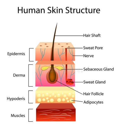 Human Skin Structure, Human Skin Anatomy, Layers Of Skin Anatomy, Skin Structure Anatomy, Skin Layers Anatomy Project, Skin Diagram, Structure Of Skin, Layers Of The Skin, Skin Anatomy