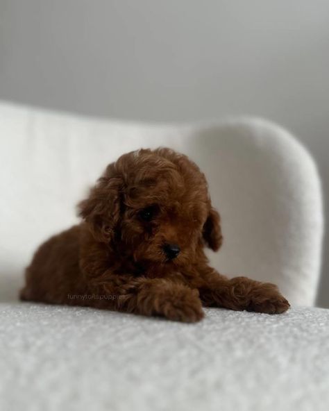 EREMI Maltipoo f2 Colour: caramel brown Adult weight: 2-2,2 kg Imagine this exquisite little maltipoo with dark chocolate brown hair. Her eyes, like two diamonds, sparkle with warmth and kindness, and her playfulness fills the space with cheerful energy. This little Maltipoo is a true beauty that makes hearts flutter with her unsurpassed beauty and charm. #maltipoo #maltipooforsale #maltipooforadoption #maltipoospain #maltipooportugal #maltipoousa #maltipoonewyork #maltipoogermany #maltip... Maltipoo Adult, Cavapoo For Sale, Toy Poodles For Sale, Dark Chocolate Brown Hair, Puppy Mom, Chocolate Brown Hair, Dream Dog, Dark Chocolate Brown, Caramel Brown