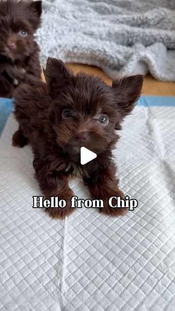 Karisa Palmer on Instagram: "Hello from chip the dark chocolate yorkie 💜 #yorkie
#yorkiepuppiesb#art #Chip #partiyorkie" Yorkie Teddy Bear Cut, Chocolate Yorkie, Yorkies Puppies, Yorkie, Dark Chocolate, The Darkest, Teddy Bear, Chips, Puppies