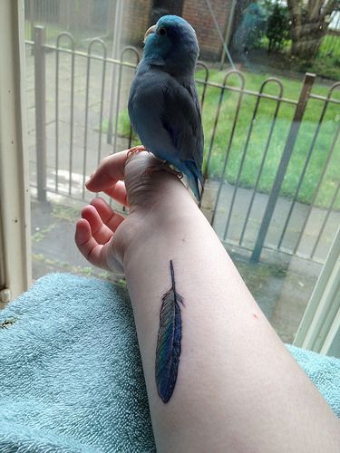 Parrotlet feather tattoo Parrotlet Tattoo, Parrot Feather Tattoo, Bird Feather Tattoo, Parakeet Tattoo, Parrot Tattoo, Feather With Birds Tattoo, Parrot Feather, Best Tattoos For Women, Foot Tattoos For Women