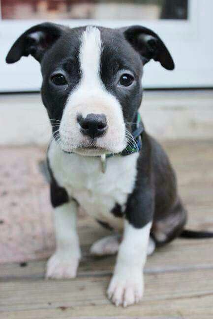 So not trying to get my hopes up, but Javier and I might be getting puppy almost identical to this angel and I really hope they choose us for her♡ Black Pitbull Puppies, White Pitbull Puppies, Black And White Pitbull, Pitbull Mix Puppies, Pitbull Dog Puppy, White Pitbull, Puppy Black, Black Pitbull, Miss My Dog