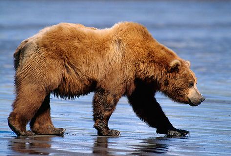 Bear Walking, Bear Species, Kodiak Bear, Bear Paintings, Bear Sculptures, Bear Drawing, Bear Photos, Animal Study, We Bear