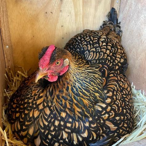 Gold Laced Wyandotte, Laced Wyandotte, Chickens And Roosters, Chicken Art, Raising Chickens, Chickens Backyard, First Girl, Plymouth, Hen