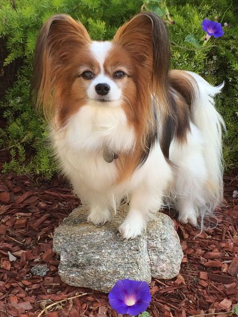 Papillon Dog Puppy, Papillon Puppy, Dogs Photos, Sheep Dogs, Shetland Sheep, Papillon Dog, Dog Fun, Cute Doggies, Cute Pups