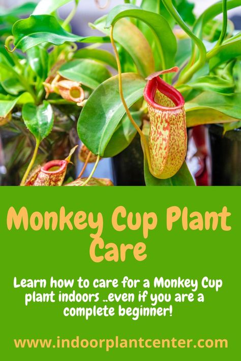 Learn all about the monkey cup plant including how to care for this fascinating , easy to care for carnivorous indoor plant. Carnivorous Plants Care, Peace Lily Indoor, Ponytail Palm Care, Monkey Plant, Prayer Plant Care, Plumeria Care, Anthurium Care, Cup Plant, Mother In Law Tongue