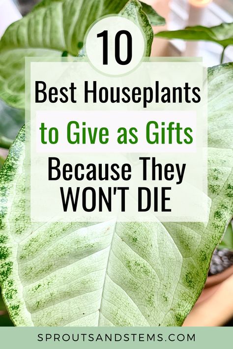 Plants To Gift Someone, Birthday Plant Gift Ideas, Plants To Give As Gifts, Best Plants To Give As Gifts, Gift Plants Ideas, Plant Gifts Ideas, Gift Ideas For Plant Lovers, Plant As A Gift, Plants As Gifts