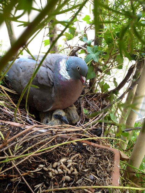 A wood pigeon father sits with his babies, about 5 days old, in the nest. Photo by Dora Maltz. Bird Anatomy, Pigeon Nest, Pigeon Pictures, Wood Pigeon, Dove Pigeon, Egg Photo, British Birds, British Garden, Garden Birds