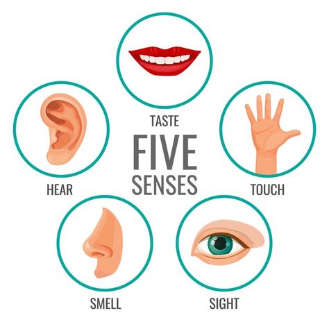 Five Senses Preschool, Sense Organs, Body Parts For Kids, Senses Preschool, Body Parts Preschool, Senses Activities, Human Body Parts, Flashcards For Kids, Five Senses