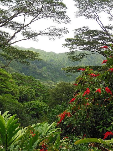 Hawaiian Rain Forest ~ Lyon Arboretum, Manoa Valley, Honolulu, Hawaii |pinned to Live Simply Natural | TRAVEL  | #livesimplynatural Rain In Hawaii, Hawaii Rain, Hawaiian Scenery, Hawaiian Rainforest, Hawaii Jungle, Hawaiian Landscape, Forest Valley, Amazon Rain Forest, Hawaii Life